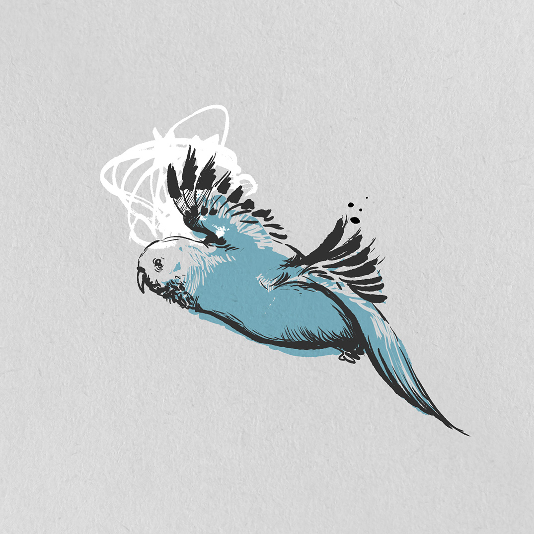 Illustration of a budgie bird for a Jazz Album.